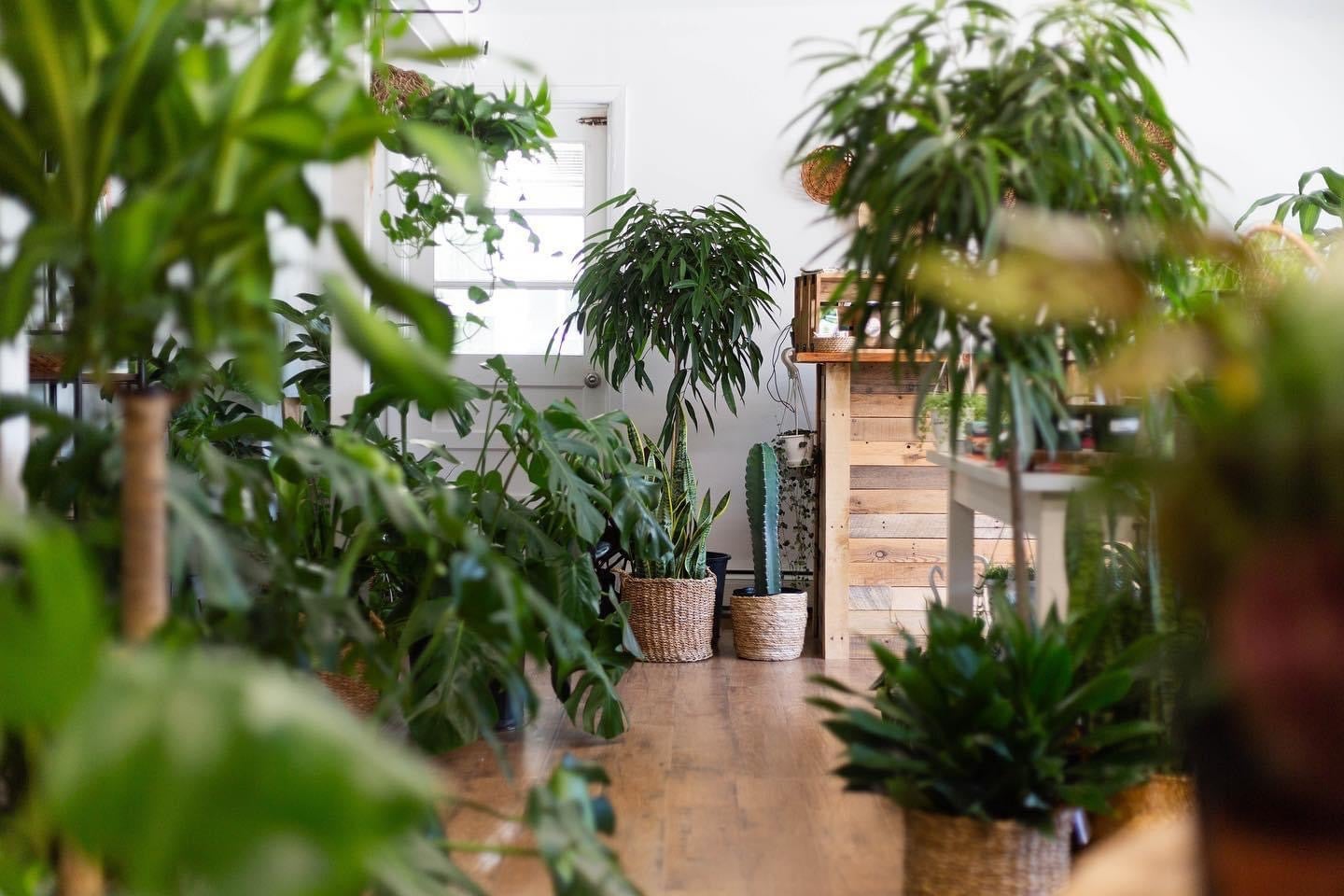 Home | TINY GREENHOUSE